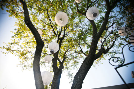  Paper lanterns hanging from the trees photo 